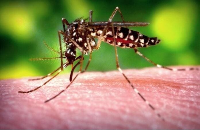 Zika Virus Aedes Aegypti Mosquito