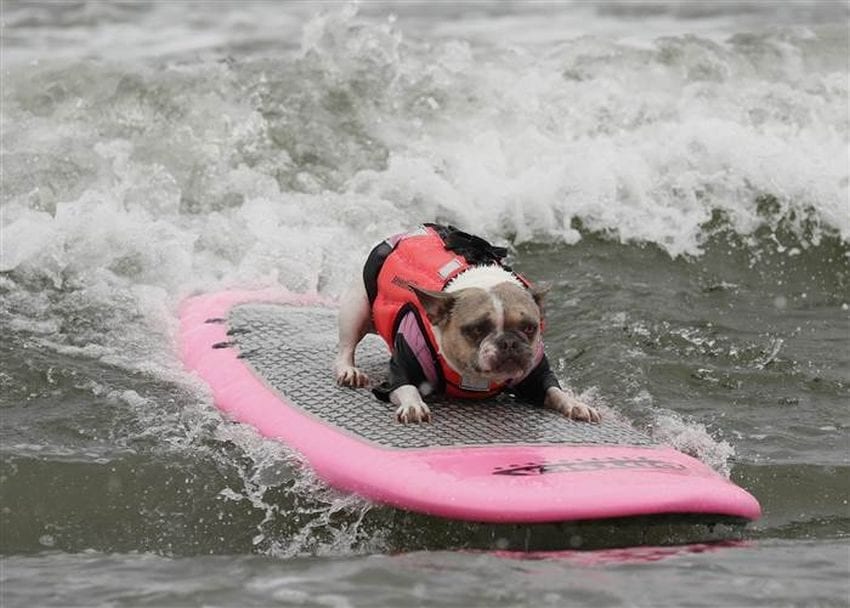 Dog surf competition in California(VIDEO)