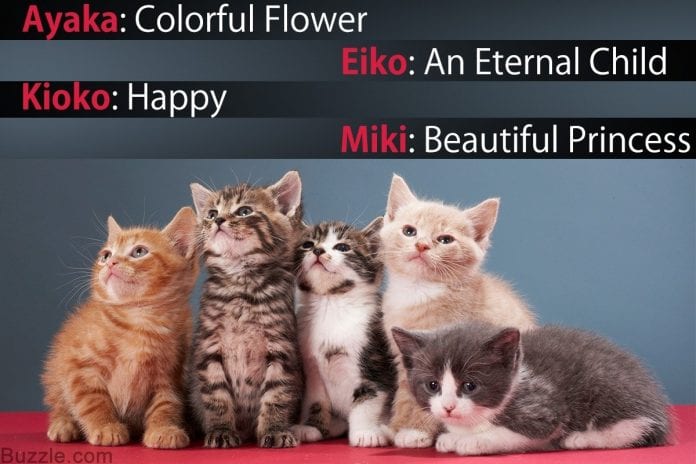 The Most Unique Japanese Cat Names That Are Just Right For Your Fur Baby Opptrends 2021