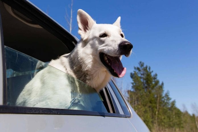 How To Drive Safely With Your Dog In The Car Opptrends 2021