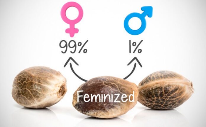 What’s the Difference Between Feminized and Regular Cannabis Seeds