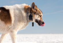 Tracking Tails The Ultimate Guide to GPS Trackers for Dogs